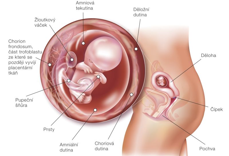 Fotografie (10. týždeň tehotenstva: Vývoj plodu a tehotenské zmeny)